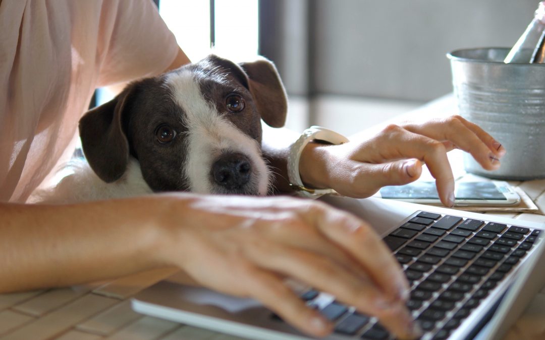 Dog resting head on keyboard as person types