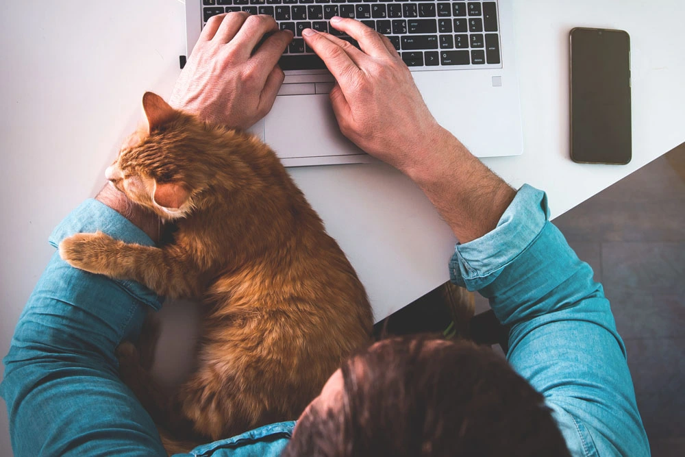 Person working from home with cat on their lap while using computer